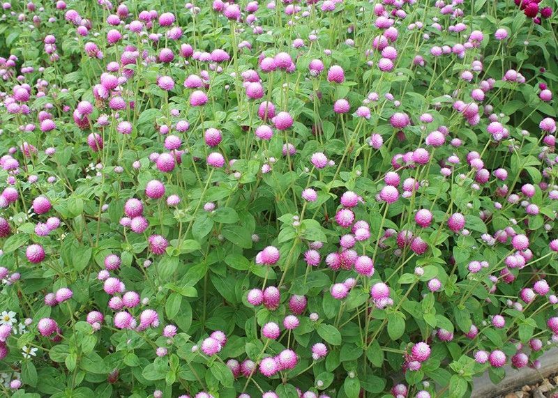 CYBEXIS Globe Amaranth Rose Seeds,Flower Gomphrena Seeds Seed  (50 per packet)