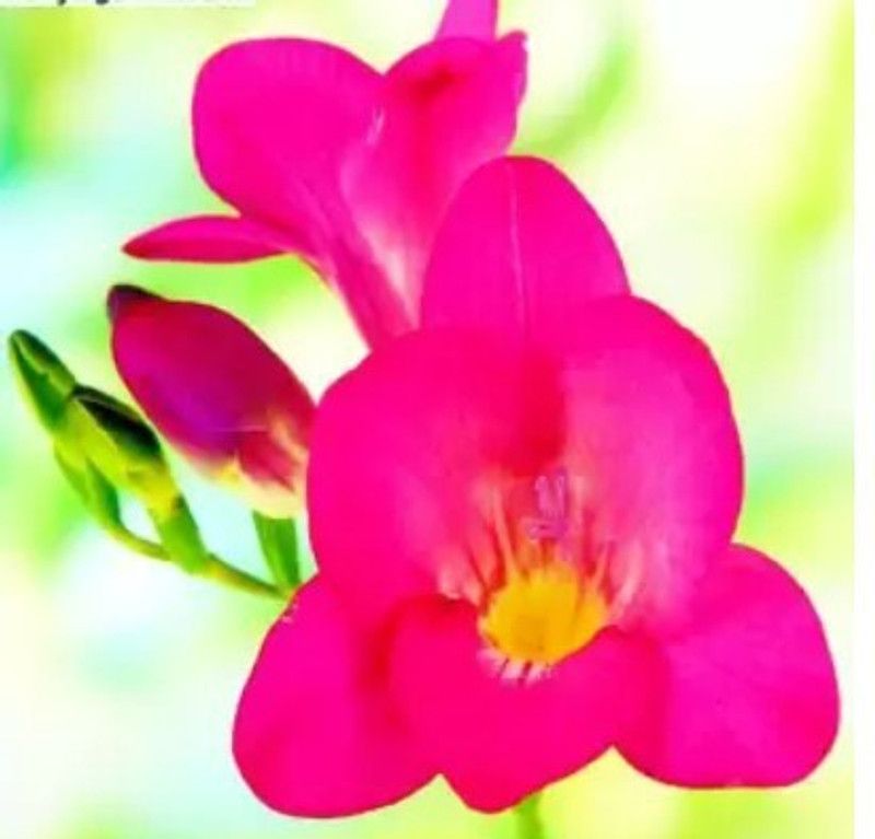 Radha Krishna Agriculture Freesia Pink colour flower Pack of 10 Seed  (10 per packet)