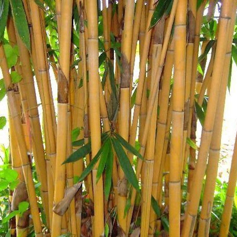 PLANTZON Bamboo Plant Seed  (40 per packet)