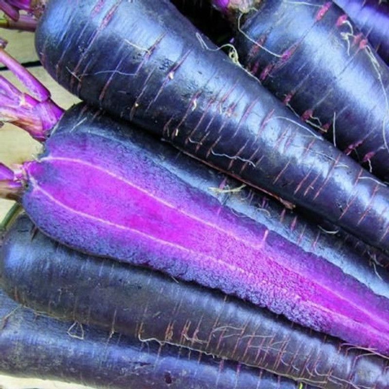 Paudha Black Carrot Seed  (46 per packet)