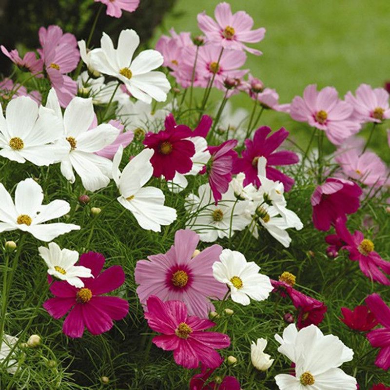 Paudha Cosmos Hybrid Flower Seed  (12 per packet)
