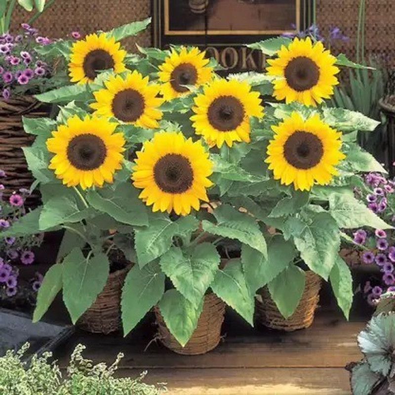 Aro Miniature sun flower Seed  (95 per packet)