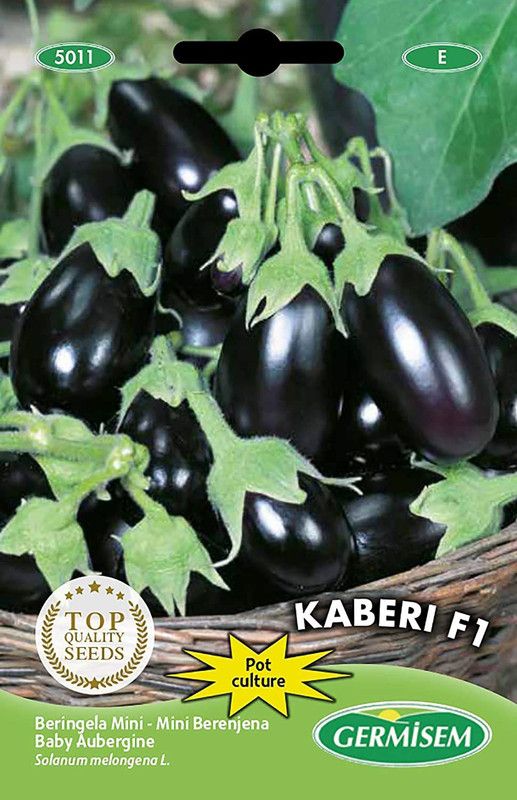 CYBEXIS Mini Kaberi F1 Aubergine Eggplant Brinjal Seeds1200 Seeds Seed  (1200 per packet)