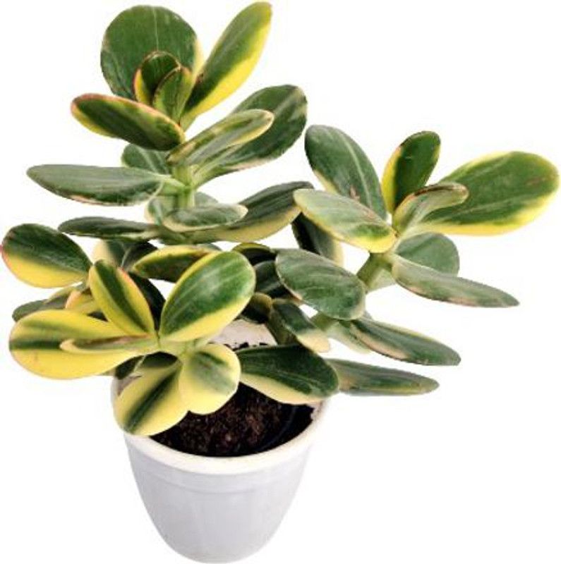 Indian Flora Crassula Ovata Variegata Plant  (Pack of 1)