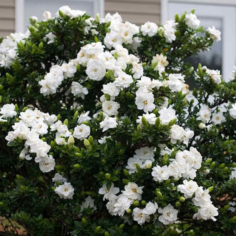 Platone Night Bloom Jasmine Plant  (Hybrid, Pack of 1)