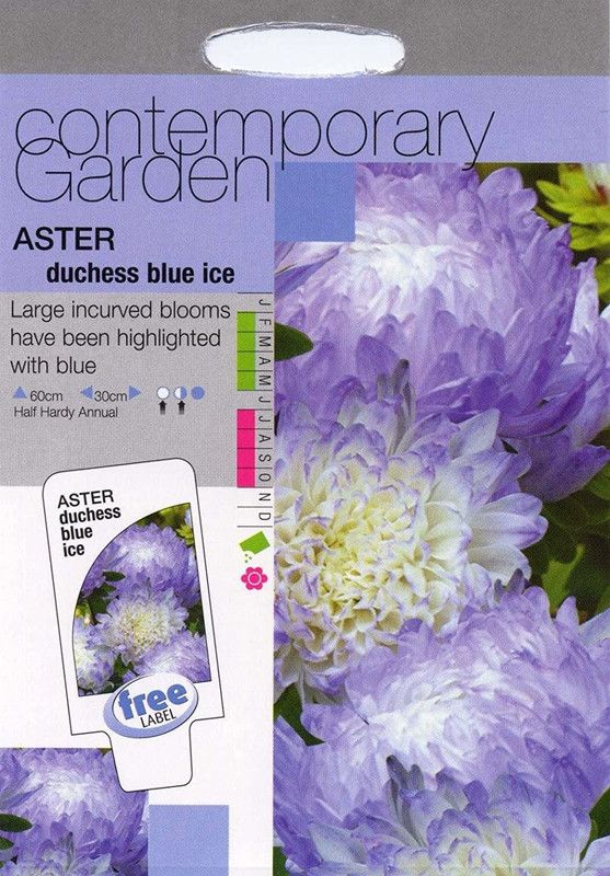 CYBEXIS Flower - Aster Duchess Blue Ice Seed  (1 g)