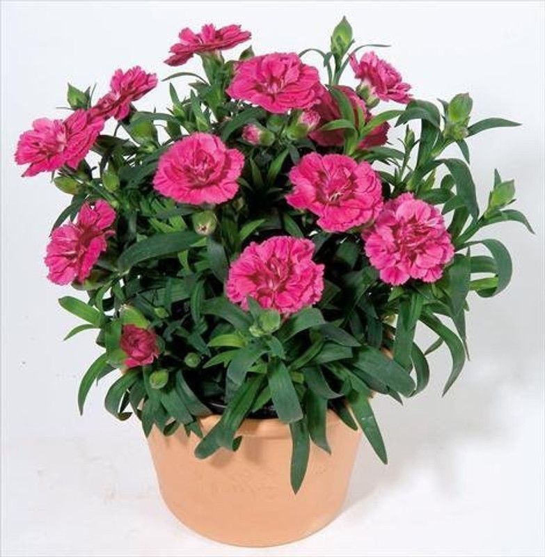 CYBEXIS Carnation Mix (Dianthus Caryophilous Chaubaud) Seeds Seed  (50 per packet)