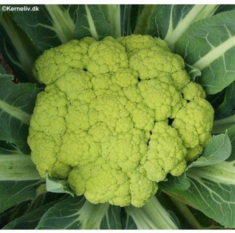 PEARL Cauliflower Seed  (100 per packet)