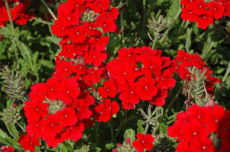 MODERN PLANT Red Verbena Flower 50 Natural Seeds Seed  (50 per packet)