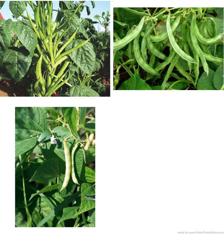 OMOM Dolichos-Beans-Clusterbeans combo pack Seed  (100 per packet)