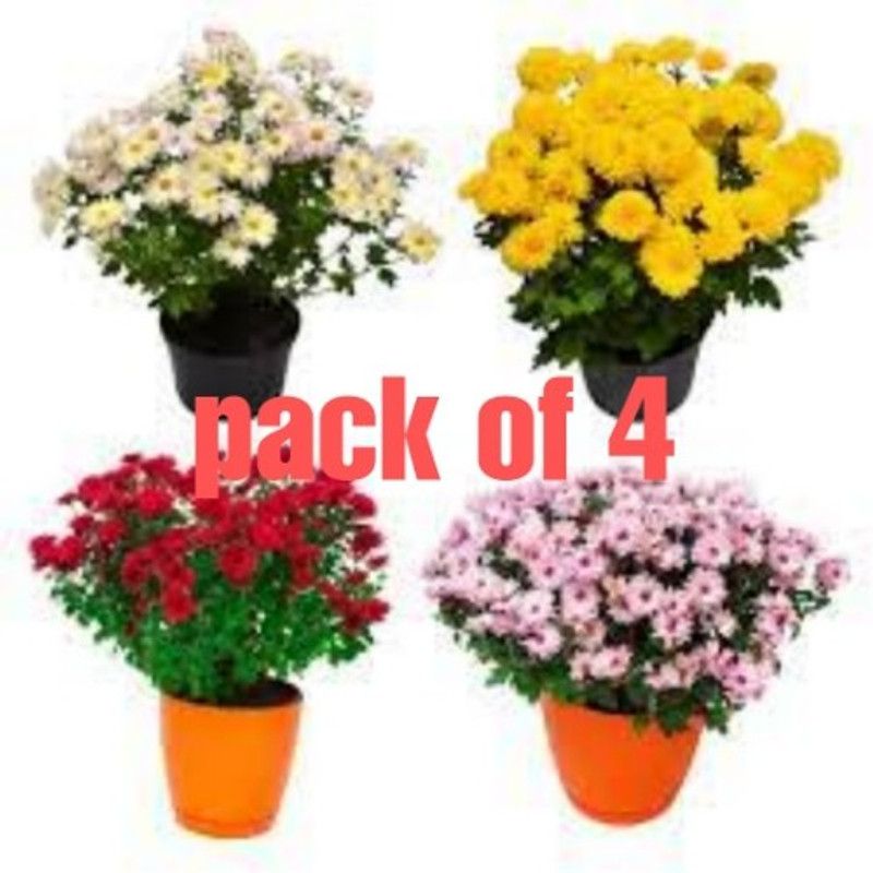Fulmala Nursery Chrysanthemum  (Hybrid, Pack of 4)