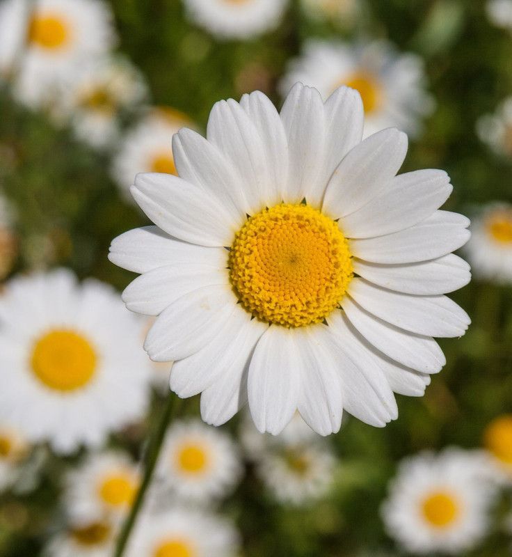 XOLDA Daisy White Flower Seed  (45 per packet)