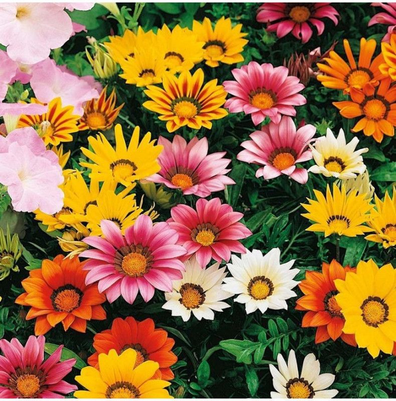 XOLDA Gazania flower Seed  (10 per packet)