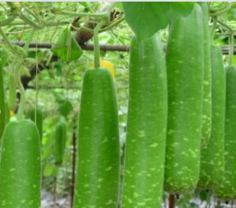 UGRA NAM TAO YAI Bottle Gourd Seeds Seed  (30 per packet)