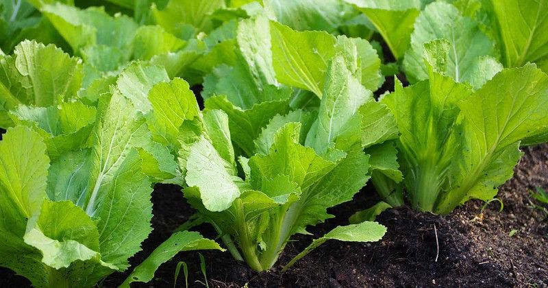 XOLDA Musted Leaves Vegetable Seed  (45 per packet)