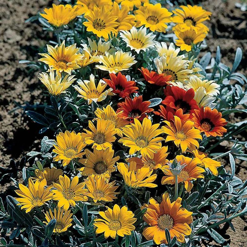 Mozette Exotic gazania Seed  (43 per packet)