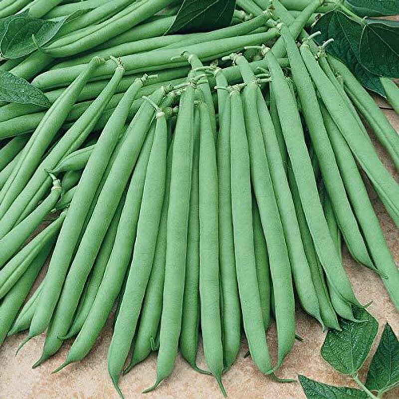Paudha Organic French Beans Seed  (40 per packet)