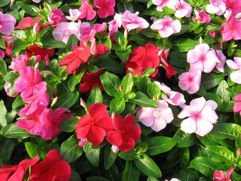 XOLDA Vinca Flower Seed  (10 per packet)