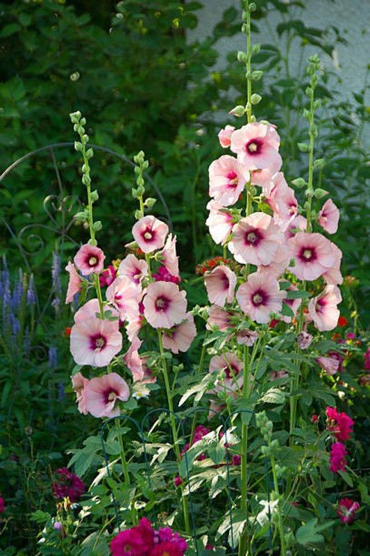 Splorias Holly Hocks Flower Seed  (45 per packet)