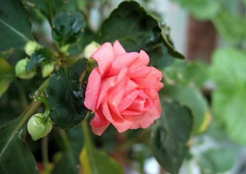 Paudha Balsam Mix rose Seed  (19 per packet)
