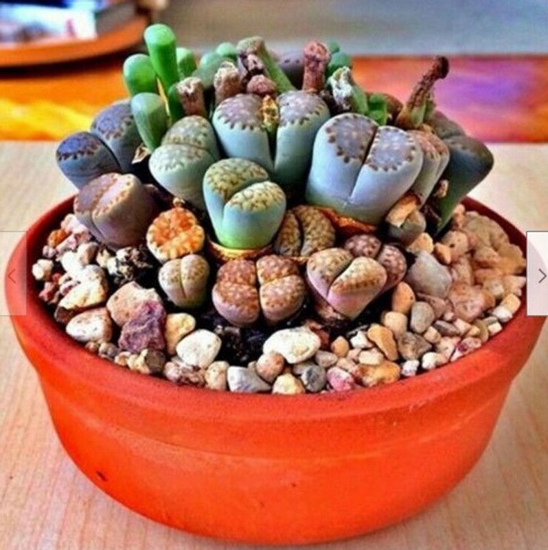 Srushtitraders RARE Lithops MIX succulent cactus EXOTIC living stones desert rock seed 50 SEEDS Seed  (20 per packet)