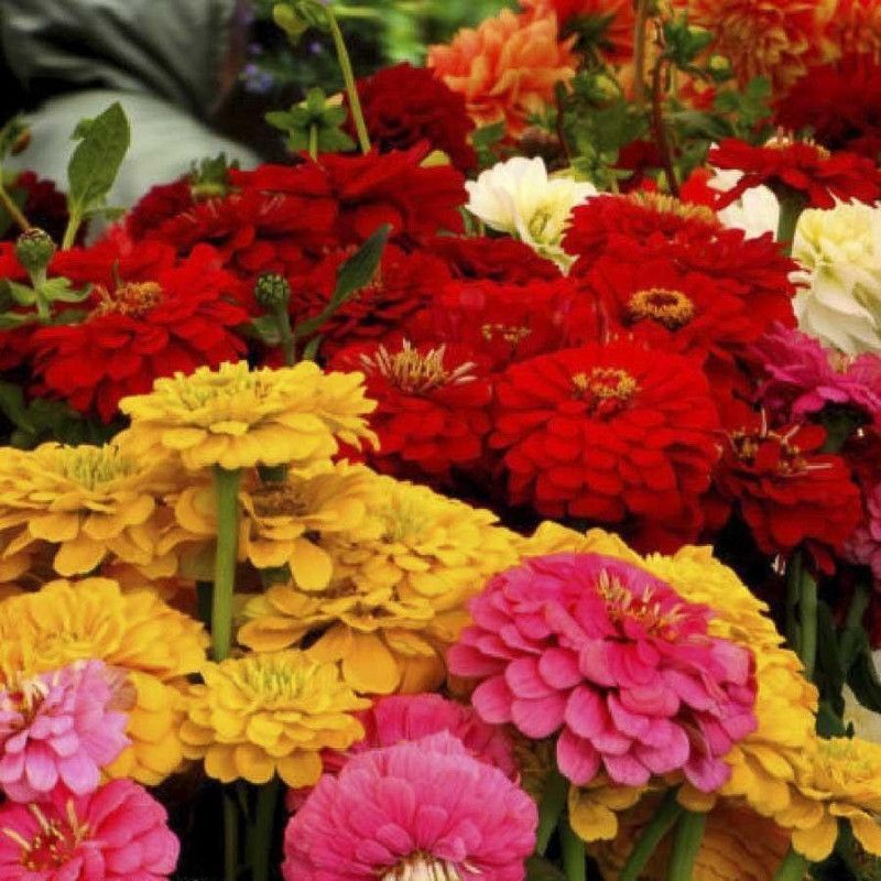 PLANTZON Zinnia-Dahlia Mix Hybrid flower Seed  (51 per packet)