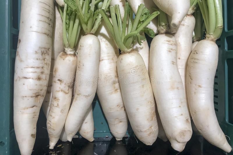 Mozette Radish Seed  (25 per packet)