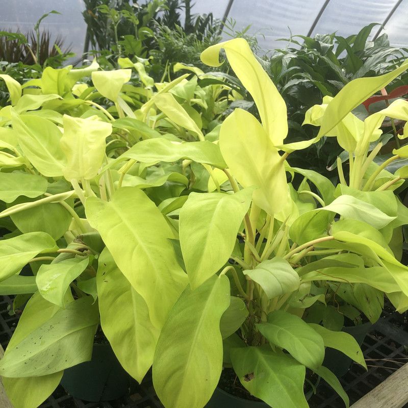 Cloud Farm Philodendron Plant  (Hybrid, Pack of 1)