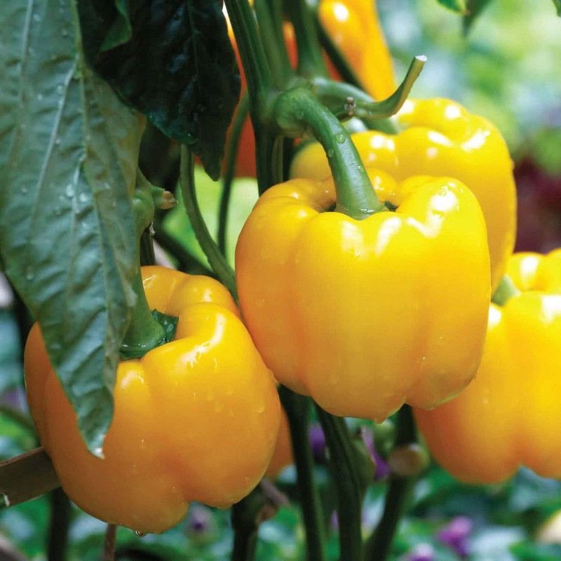 KANAYA Green Capsicum Seed  (245 per packet)