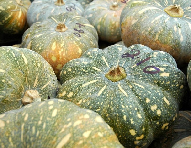 ibains Pumpkin seeds for gardening, Gardening seeds for pumpkin, best pumpkin seeds Seed  (260 per packet)