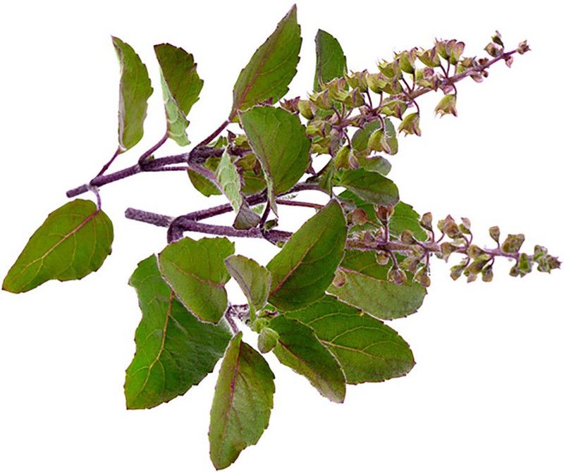 XOLDA Tulsi Holy Basil Seed  (180 per packet)