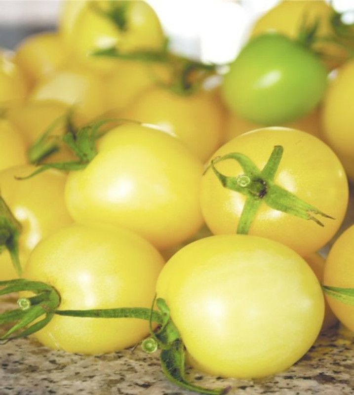XOLDA Tomato yellow Seed  (46 per packet)