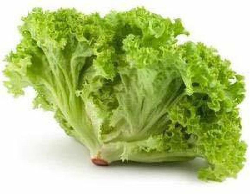 JRYU Lettuce (Hybrid) Vegetasble Seed  (270 per packet)
