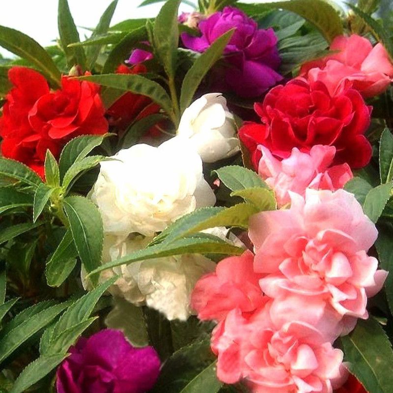 KANAYA Balsam Double Mix Hybrid Flower Seed  (32 per packet)