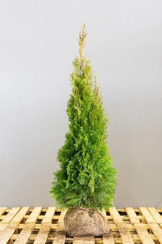 Rainbow Garden Platycladus/Morpankhi Plant  (Hybrid, Pack of 1)