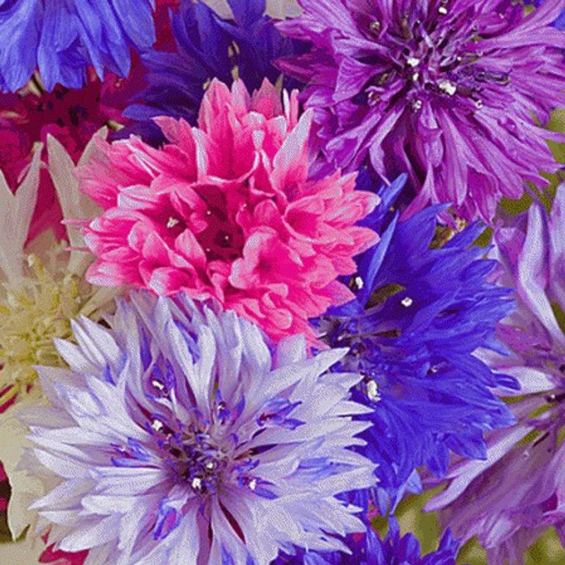 AP perceive india CORNFLOWER HYBRID SEED Seed  (30 per packet)