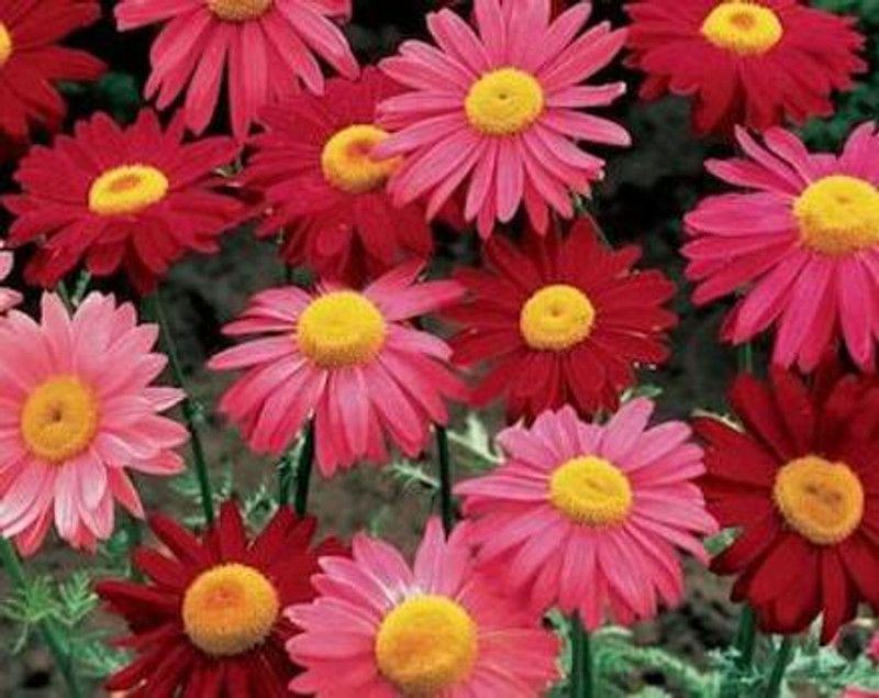 XOLDA Exotic daisy mix Seed  (37 per packet)