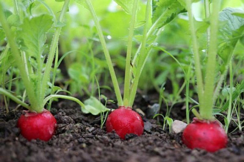 Nodoc Red round Radish Seed  (38 per packet)