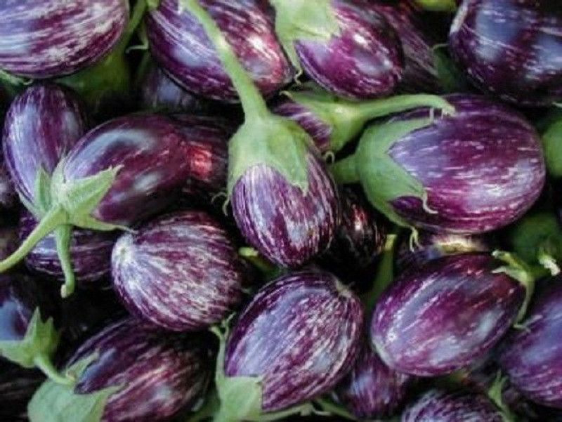bio blooms Gardening Violet Brinjal Long Seeds (Pack of 20-30 Seeds)Bio_53 Seed  (30 per packet)