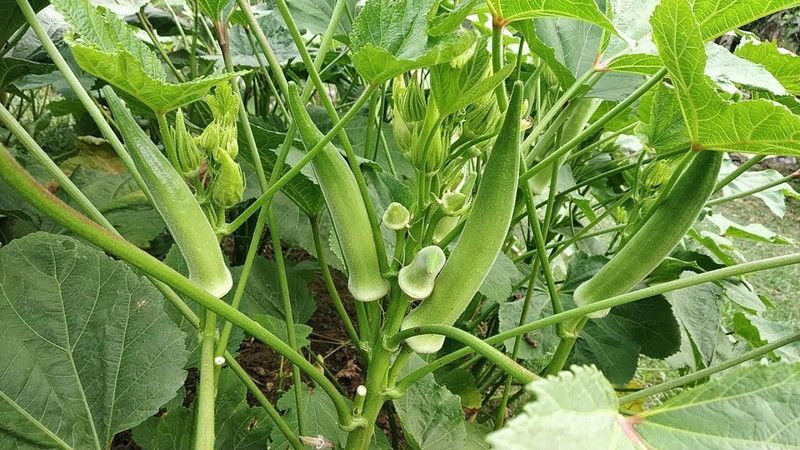 Mozette Organic bhendi Seed  (36 per packet)
