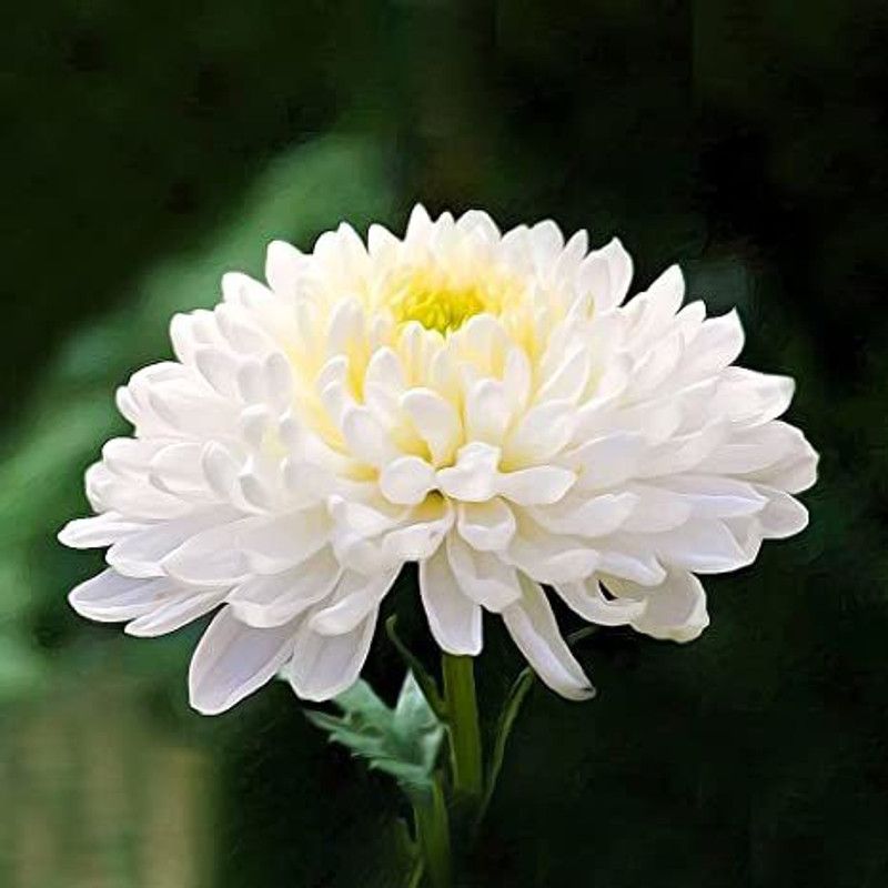 XOLDA Daisy Mix Seed  (33 per packet)