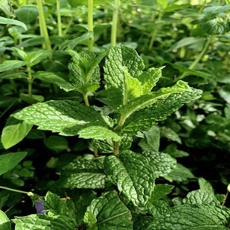 XOLDA Organic Pudina mint Seed  (82 per packet)