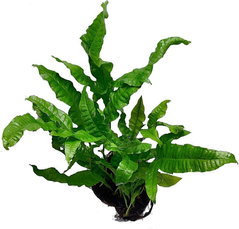 Mowaz Anubias Barteri var. Glabra  (Pack of 1)