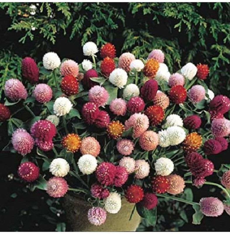 Nodoc Gomphrena Seed  (41 per packet)