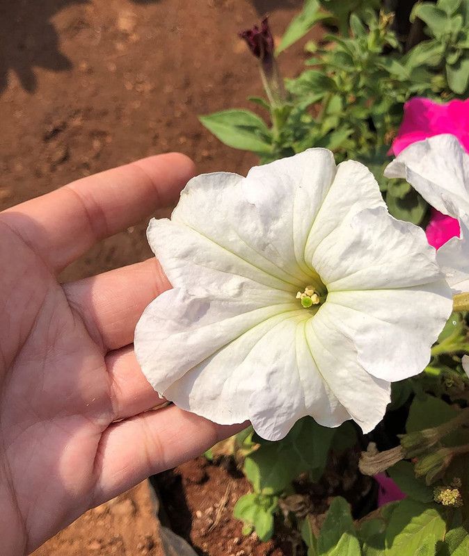 CYBEXIS Petunia - White Seeds Seed  (50 per packet)