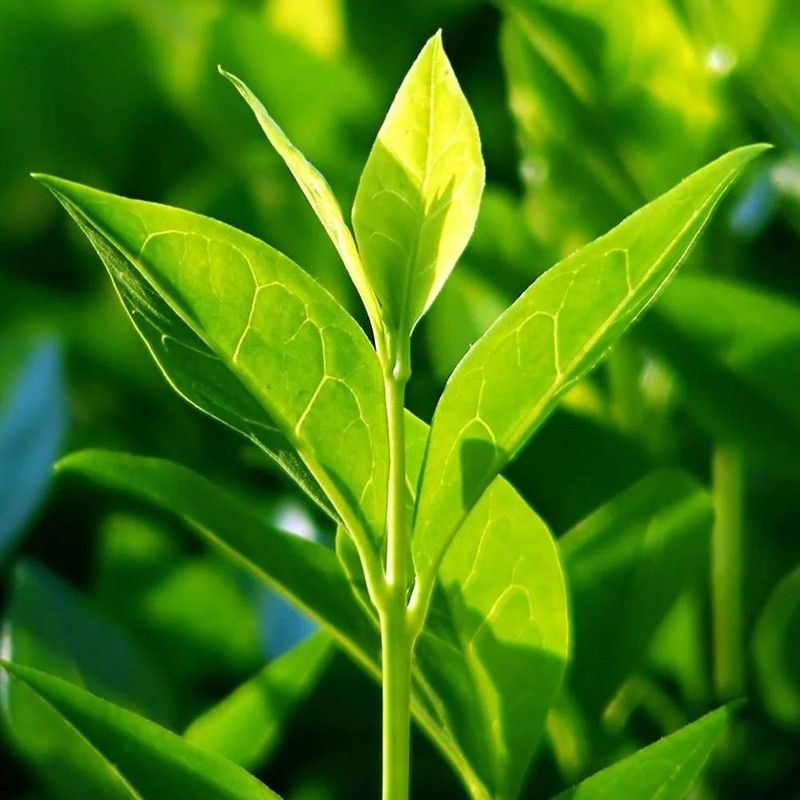 EVY Tea Plant  (Hybrid, Pack of 1)