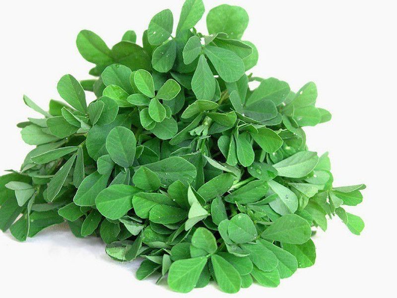 Greenly Methi Seed  (51 per packet)