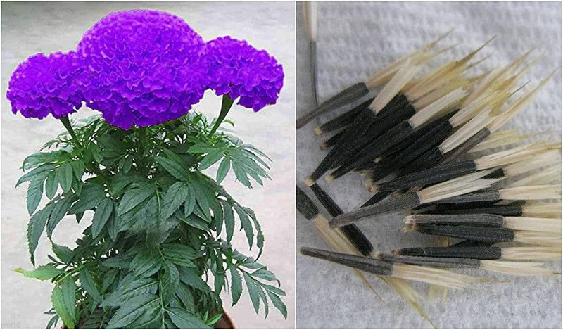 MKR Enterprises Purple Marigold Seed  (950 per packet)