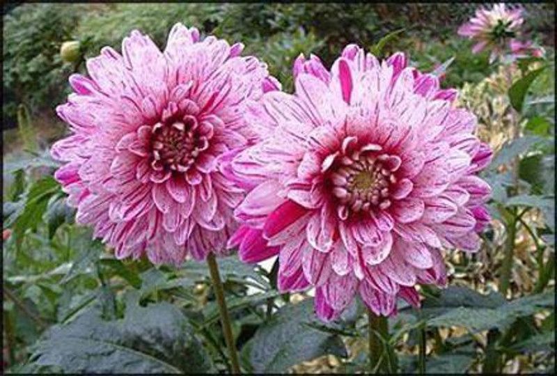 KANAYA Dahlia, Dahlia Pinnata Flower Seed Seed  (14 per packet)