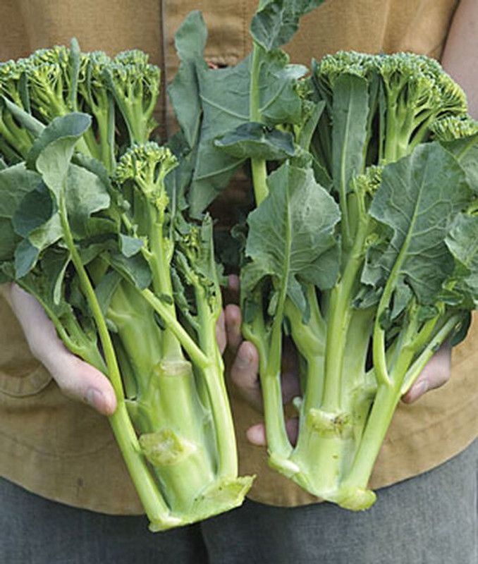 VibeX Brokali, Apollo Hybrid Seed  (120 per packet)